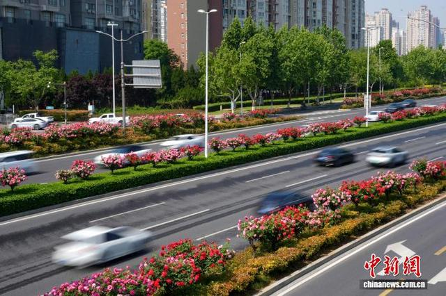 4月24日，河南郑州，多条高架桥及周边道路两侧花卉竞相绽放。车辆穿行其间，与花海相映成景。中新社记者 范晓恒 摄 