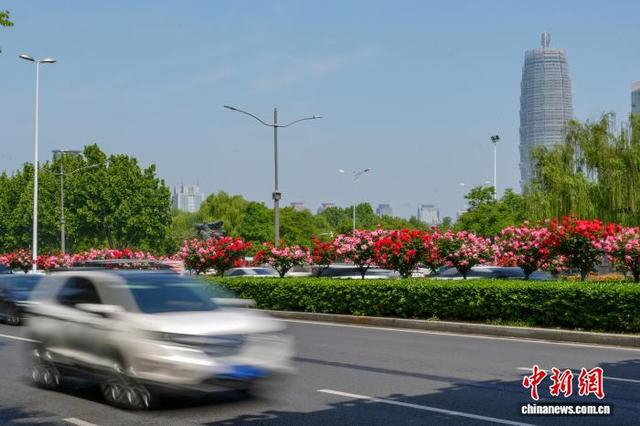 4月24日，河南郑州，多条高架桥及周边道路两侧花卉竞相绽放。车辆穿行其间，与花海相映成景。中新社记者 范晓恒 摄 