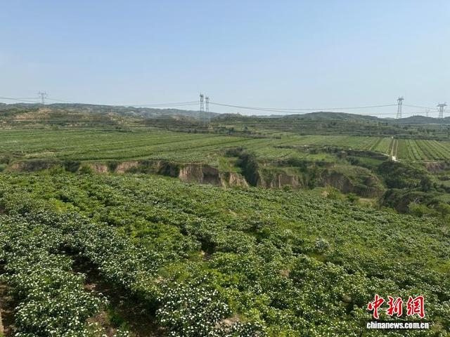 闻喜县山楂种植面积稳定达到5.1万亩，产业年产值突破5.6亿元。 李庭耀 摄
