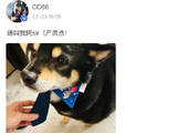 如何评价马嘉祺这种低成本、高创意的社交媒体互动方式？