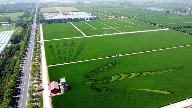 小岗村现代农业种植示范区稻田画。凤阳县委宣传部 供图