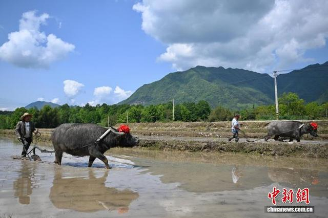 图为村民在梯田劳作。中新社记者 韩苏原 摄 