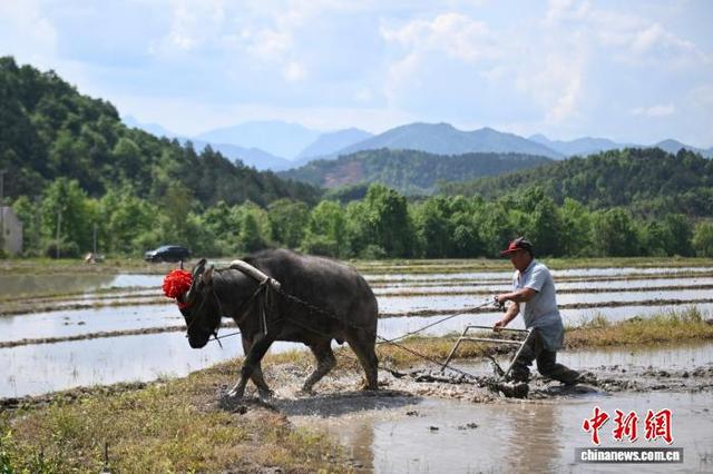 图为村民在梯田劳作。中新社记者 韩苏原 摄 
