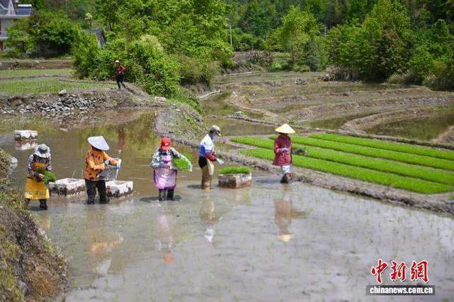 图为村民正在梯田劳作。中新社记者 韩苏原 摄 