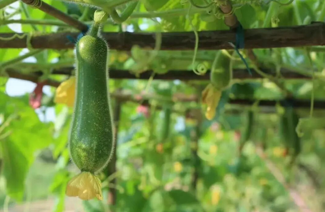 图源：文旅佛山