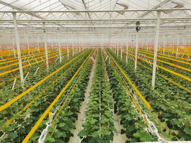 小岗村凯盛浩丰智慧农业产业园温室种植区。凤阳县委宣传部 供图