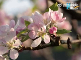 云南蒙自苹果花绽放，王一博歌声伴美景