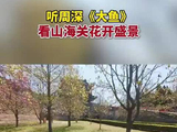 周深《大鱼》唱响山海关春日花海