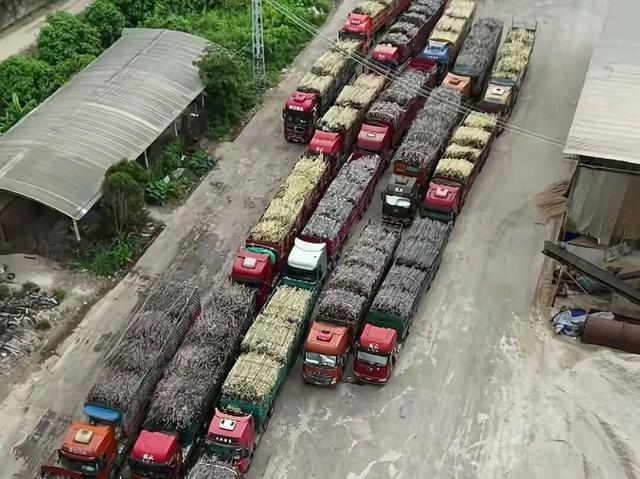 △满载着甘蔗的货车在茂名市耀明糖厂厂区外大排长龙。（图源羊城晚报）