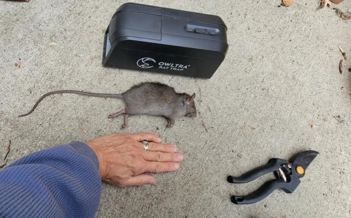 伊格尔居民简·罗林捕获的老鼠 简·罗林供图