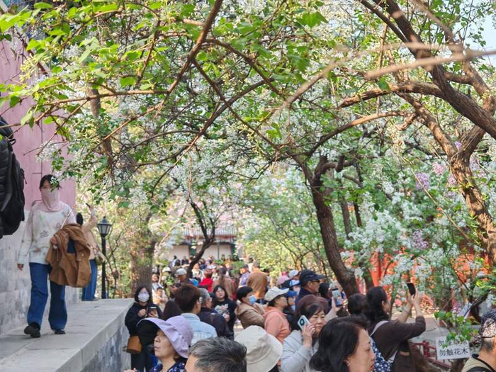 4月1日，满园丁香在北京法源寺绽放。新华社记者 陈旭 摄