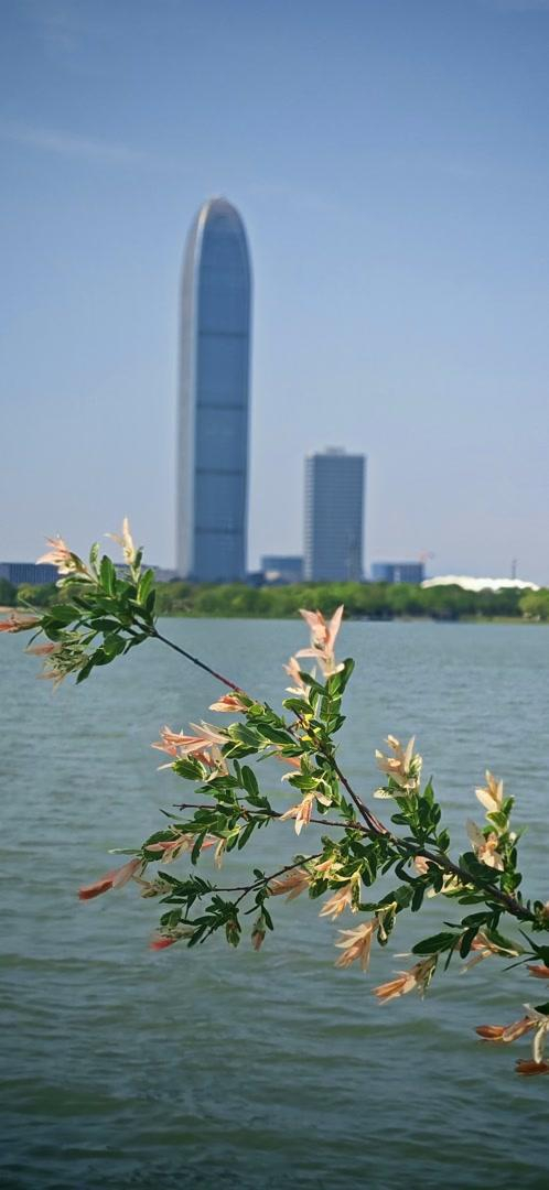 2026年4月25日，从鹃湖南岸拍摄的环球贸易中心与鹃湖水域扮美的风景（作者摄）