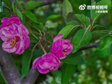 甘肃陇南延时镜头记录海棠绽放全过程