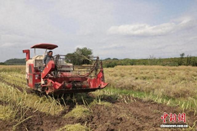 收割机进行油菜籽采摘作业 。杨振民 摄