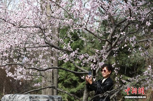 图为西宁市民众在西宁植物园盛放的山桃花下拍照。 张忠苹 摄