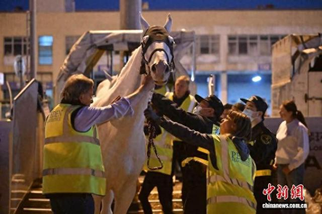 4月26日、27日，参加2026年上海环球马术冠军赛的赛马搭乘包机飞抵上海，上海海关关员在现场实施高效监管。谢宗赢 摄