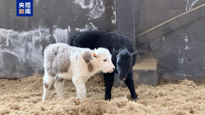 2026年3月出生的克隆牦牛