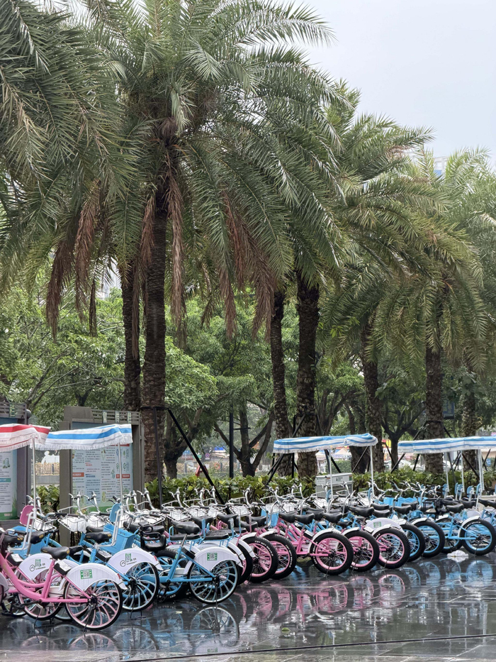 等待游人到来的共享单车（陈霞昌 摄）
