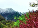 秦岭高海拔区域降雪，绿意雪色交融