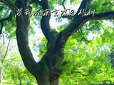 南京明孝陵编号777朴树成网红打卡点