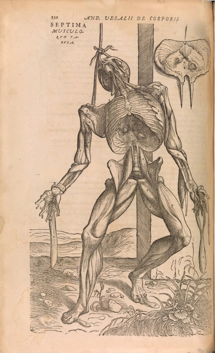 安德里亚斯·维萨里《论人体结构》插图
