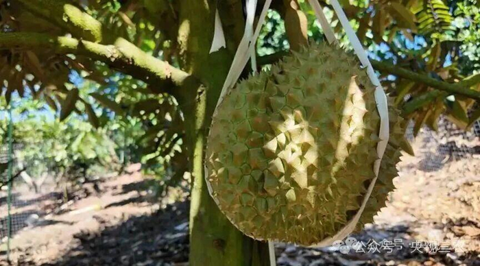 △云南榴莲种植