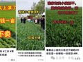 榴莲便宜了是因为北方也开始种？这些谣言不可信