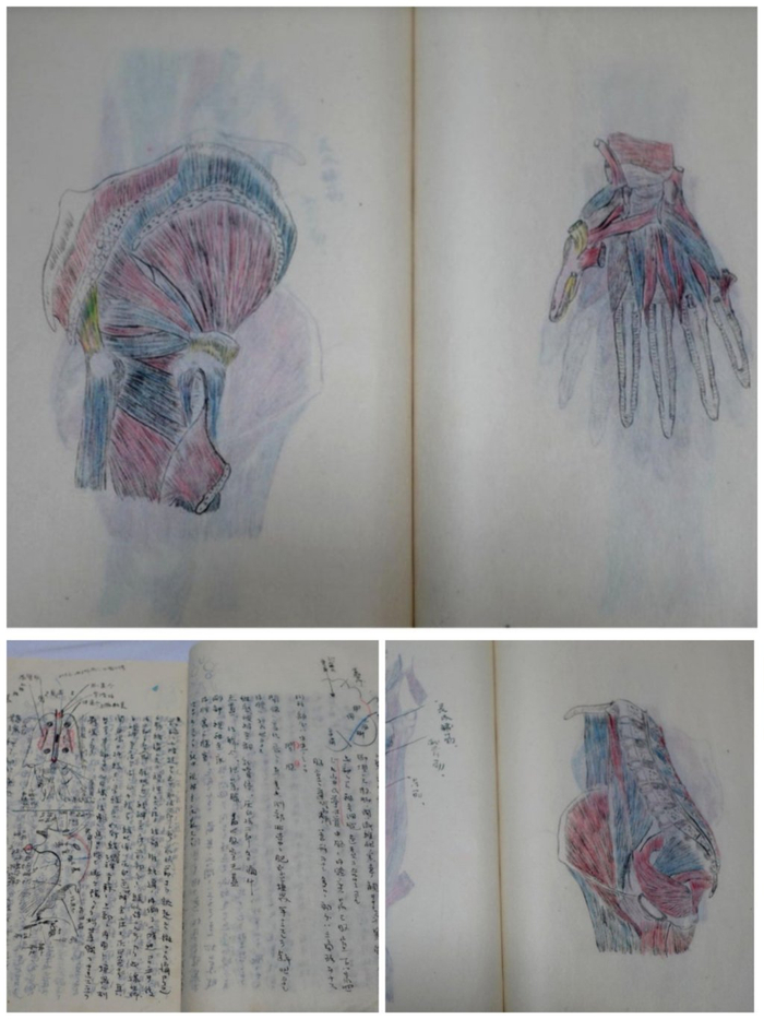东京帝国大学肌肉学讲义，东大医学部图书馆藏