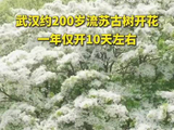 武汉200岁流苏古树开花,花期仅10天