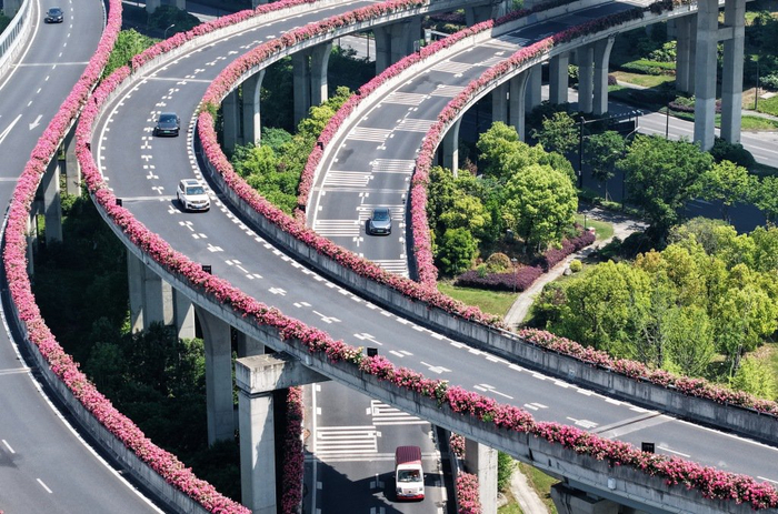 4月27日，杭州，从空中俯瞰高架道路两旁盛开的月季花。