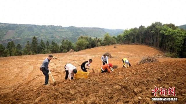 姜农们放置姜种 。叶林东 摄