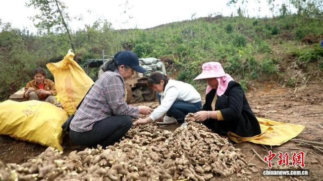 姜农们整理生姜。盘春红 摄