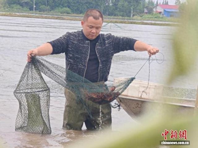 湖南南县稻虾共生模式水田中，种养大户收提起捕虾地笼。 黄云 摄