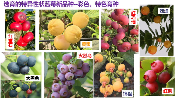 五颜六色蓝莓品种