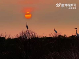 安徽八里河畔鹭鸟翩跹起舞，生态美景如画