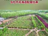 听刘宇宁歌声赏牡丹花海