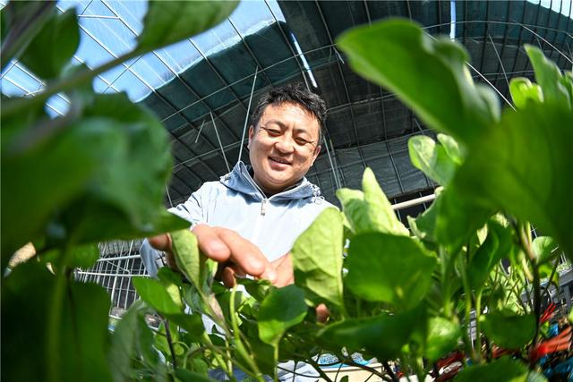 在内蒙古蒙苗农业科技有限公司育苗大棚内，工作人员查看蔬菜种苗长势。内蒙古日报·草原云记者 孟和朝鲁 摄