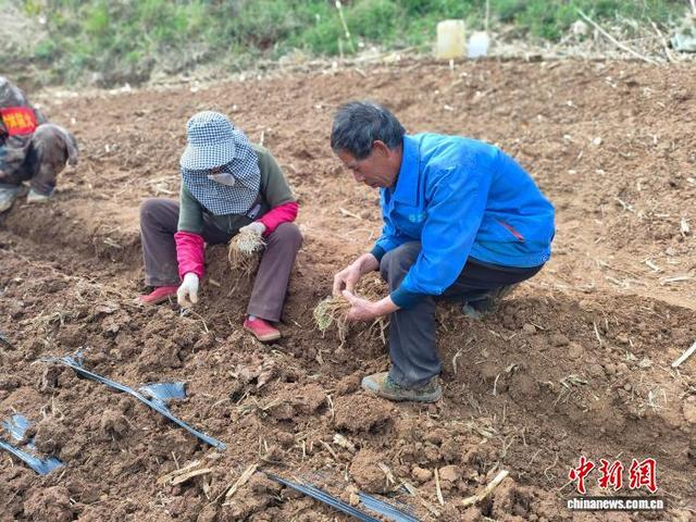 农忙时节，种植基地可提供90个稳定的就业岗位。宋建敏摄