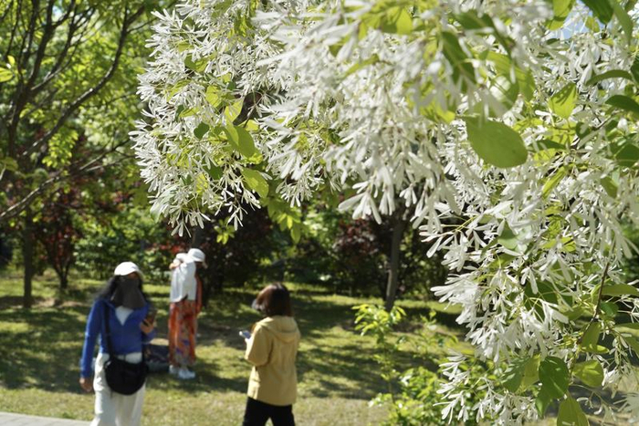 流苏树正值盛花期，细碎花穗缀满枝头，如覆霜盖雪，清丽雅致。新京报记者 薛珺 摄