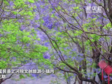云南蓝花楹盛放，刘宇宁歌声伴赏梦幻花海