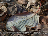 一层厚厚的树叶