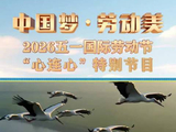 哈哈！转发推荐！黄子弘凡给老虎配音 蒋敦豪学大熊猫