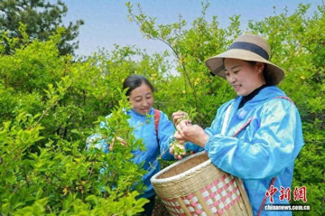 暮春时节，位于山西长治屯留区的山间沟壑，连翘花开。图为工人正在采摘连翘叶。李红卫 摄