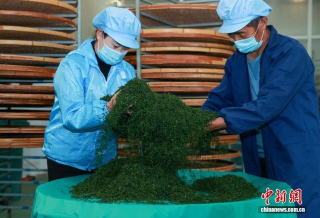 生产车间内，制茶师傅们正忙碌地进行杀青、揉捻、烘焙、提香等工序。李红卫 摄