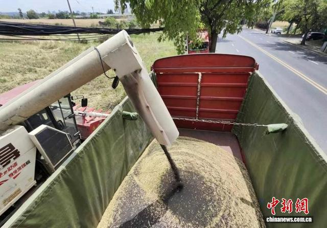 成都环城生态区油菜籽装车。天府绿道集团 供图