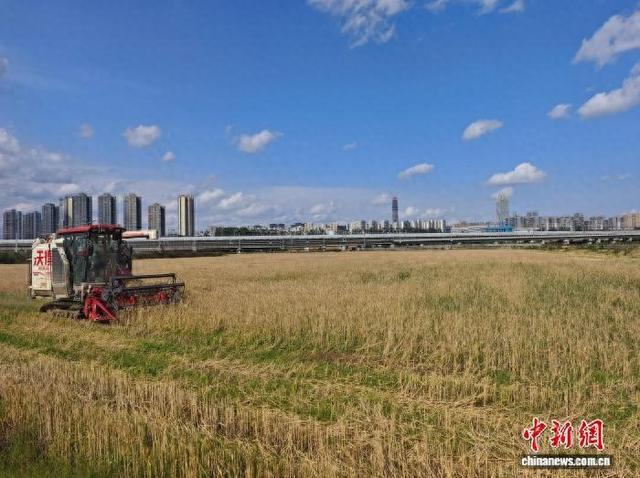 成都环城生态区农机在采收小麦。天府绿道集团 供图