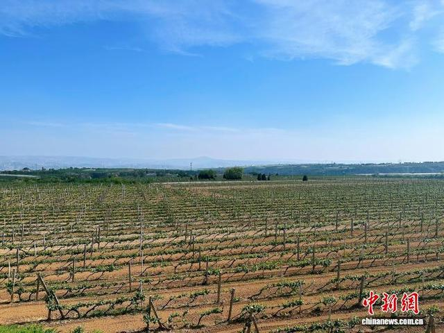 戎子酒庄5800亩优质酿酒葡萄种植基地覆盖9个行政村的近千户种植户。 李庭耀 摄