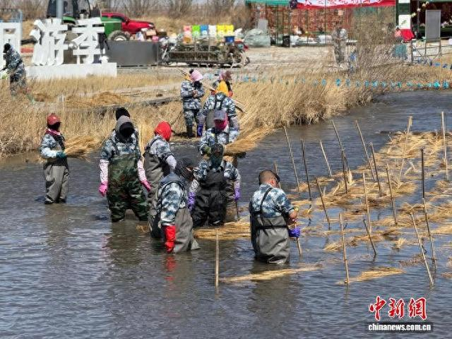 图为达里湖渔业工人用草铺设“人工产房”，助力华子鱼顺利产卵。蒙智超 摄