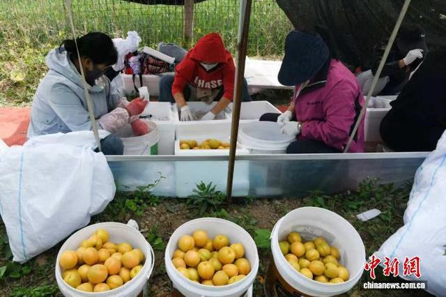 棚内果农们正抢抓农时，忙碌地进行采摘、分拣、装箱作业，金黄杏果即将装车发往全国各地。 温徐旺 摄