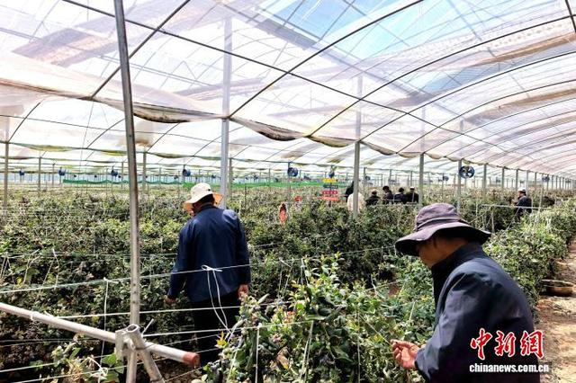 图为民众采摘蓝莓。扎囊县委宣传部 供图